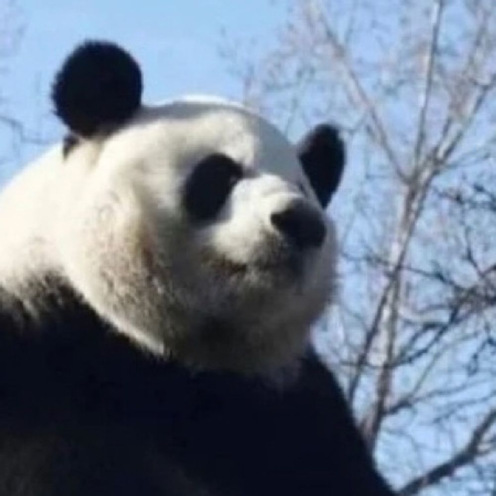 김팬더