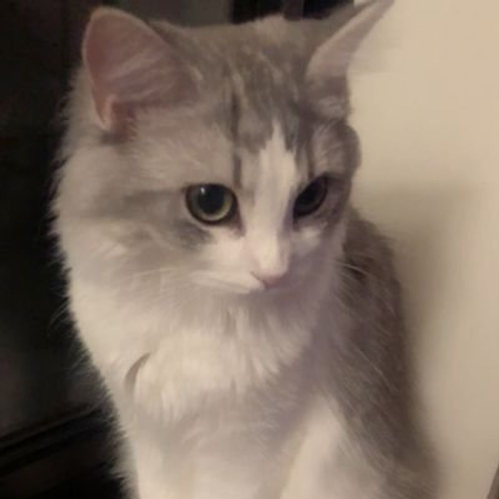 キラ🐱