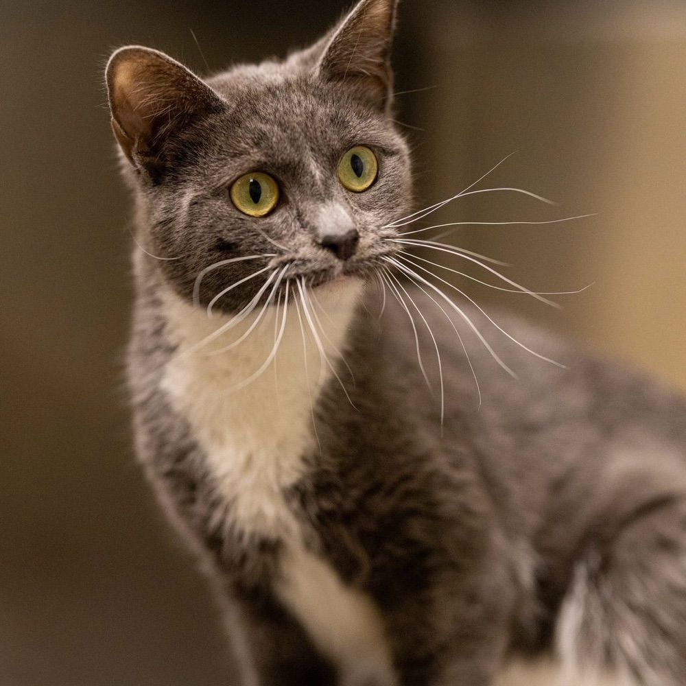 Kitty — Blue Dot Ohio