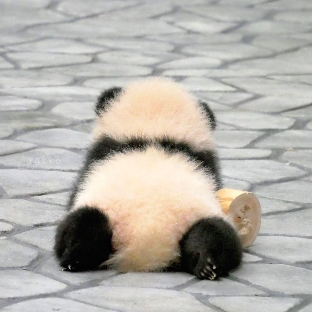 ぱんだ