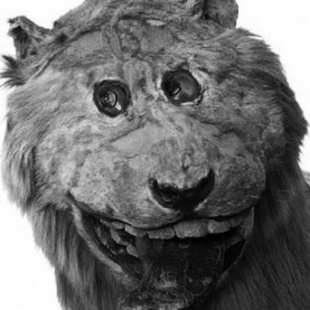 Litherlander