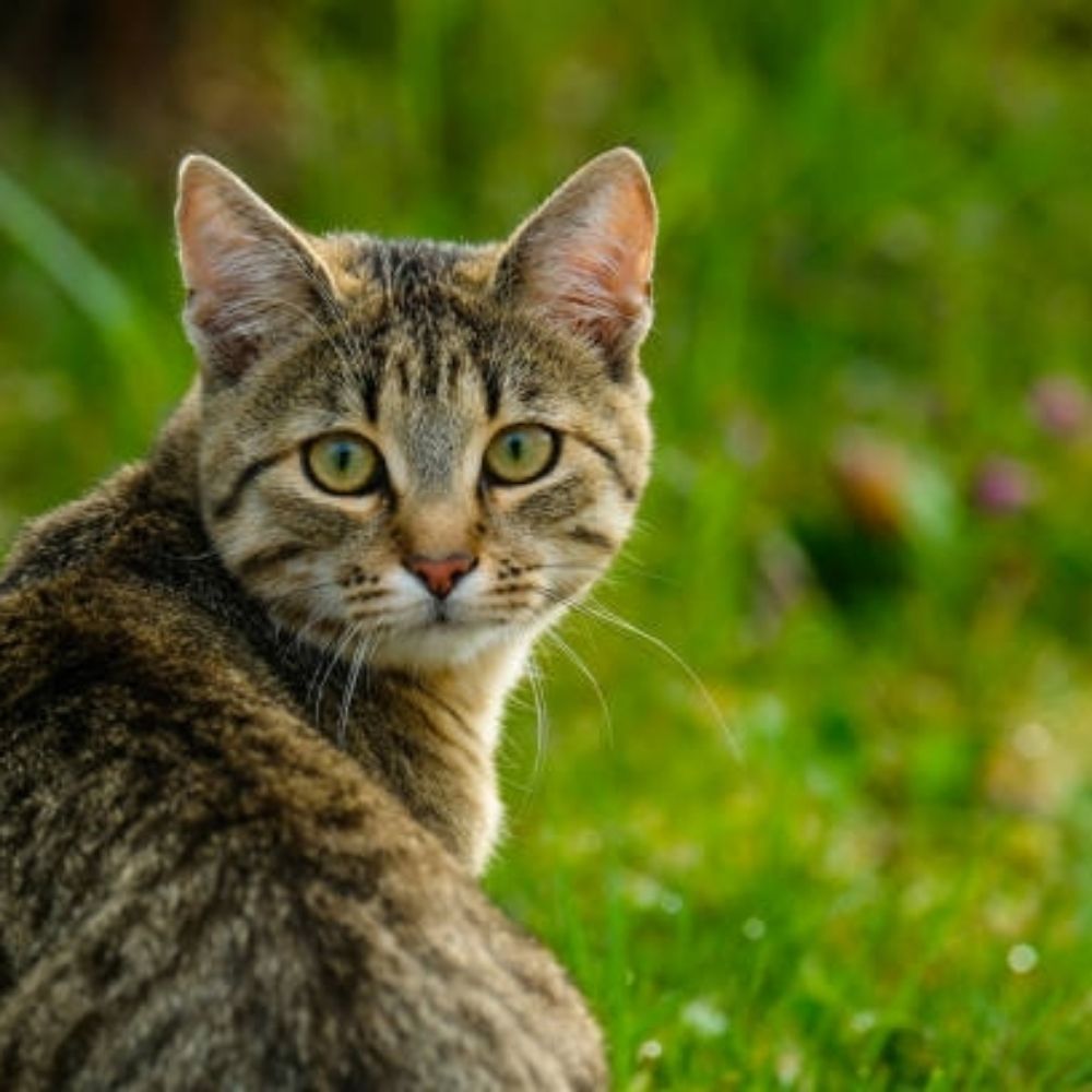 tabbycat3t.bsky.social profile picture