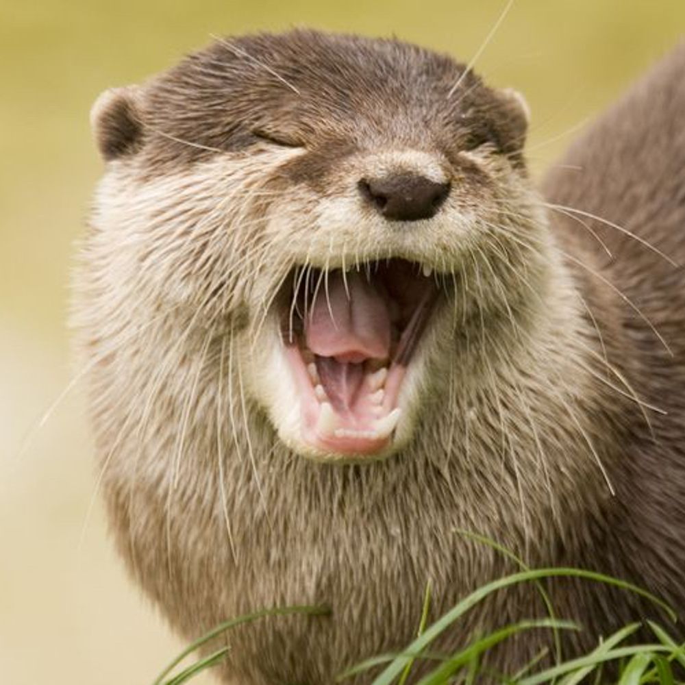 N2FuzzyButts