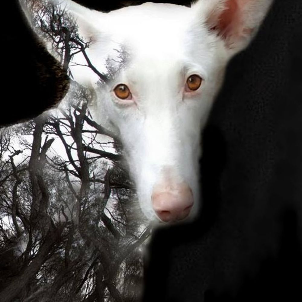 The Fearful Dogs Project  www.FearfulDogsProject.org
