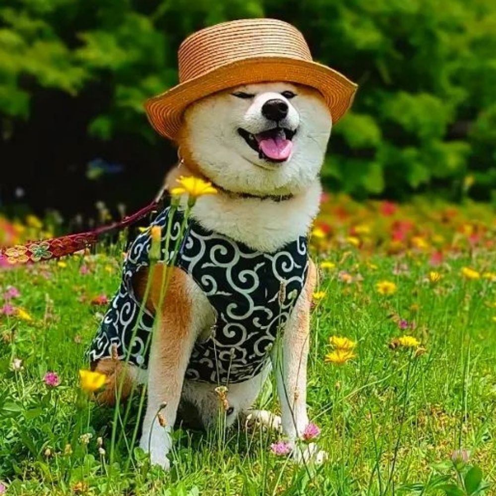 柴犬 茶々丸