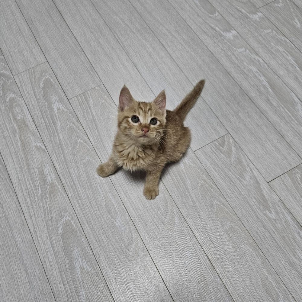 리무진