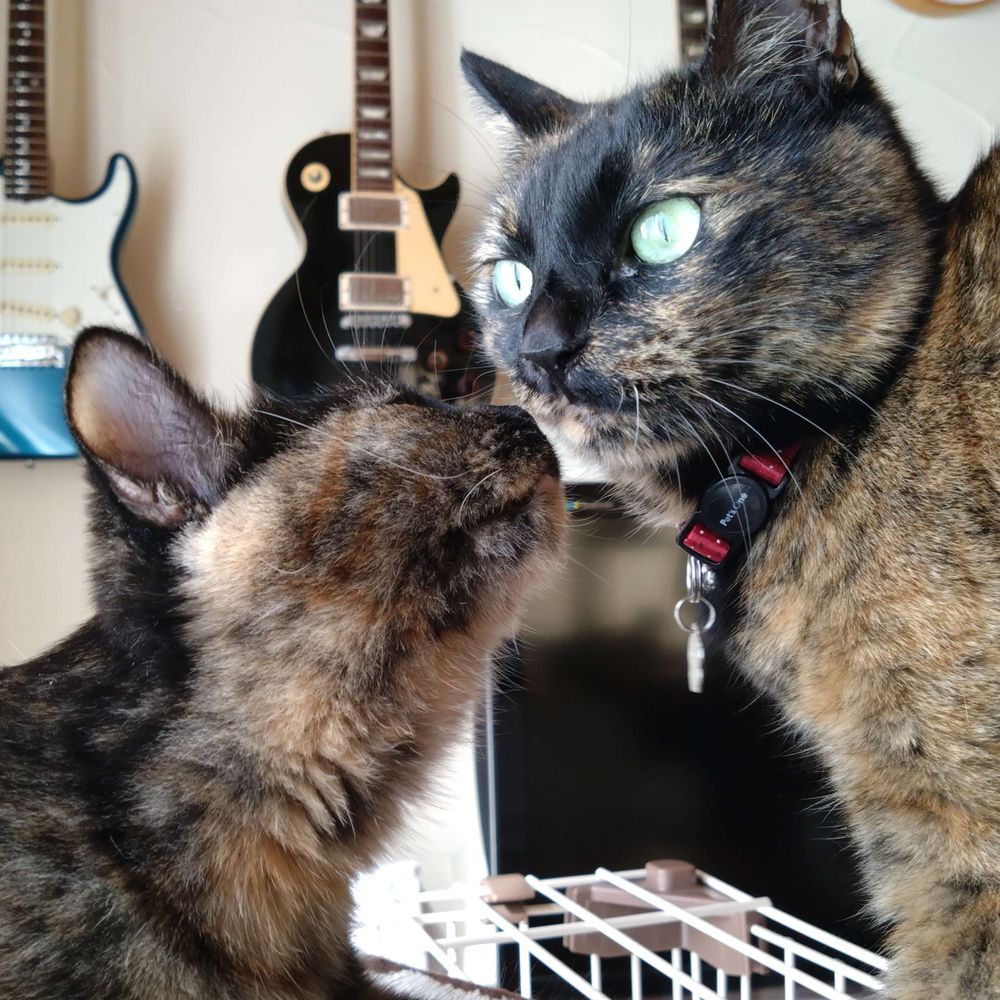 めぐねこ