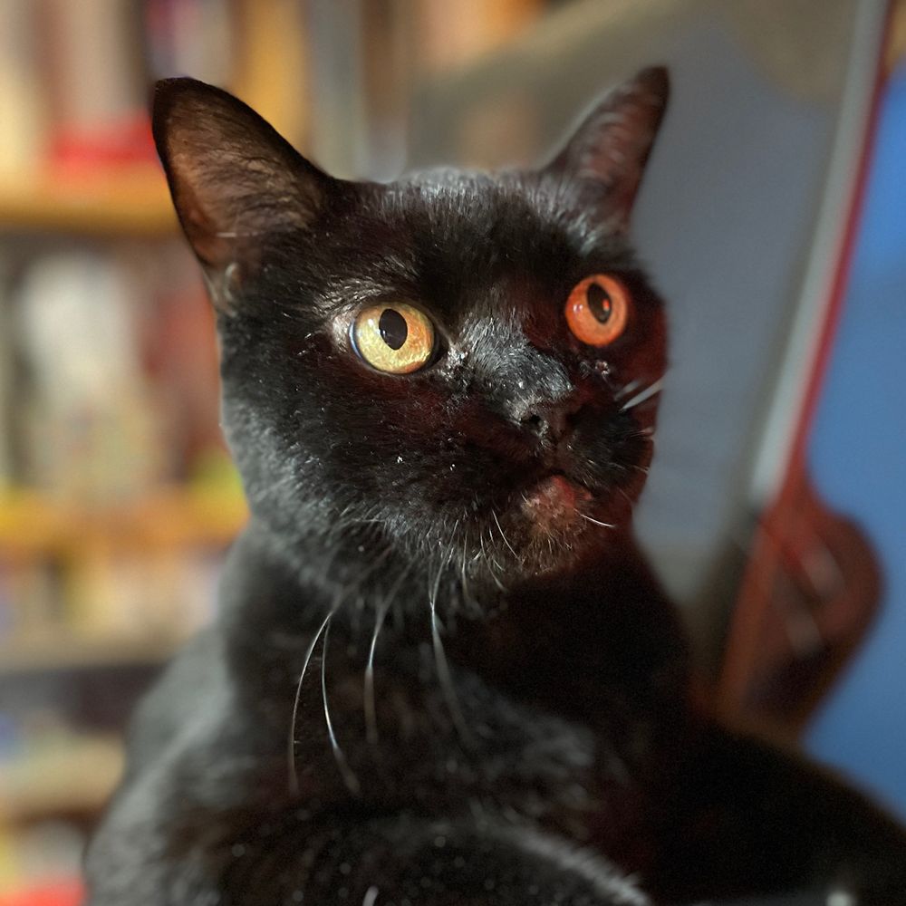 Moxie
