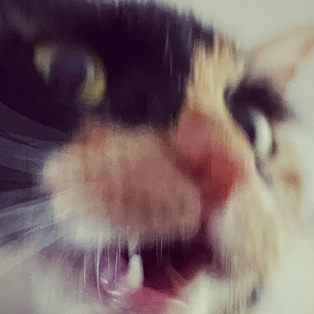 猫時猫分