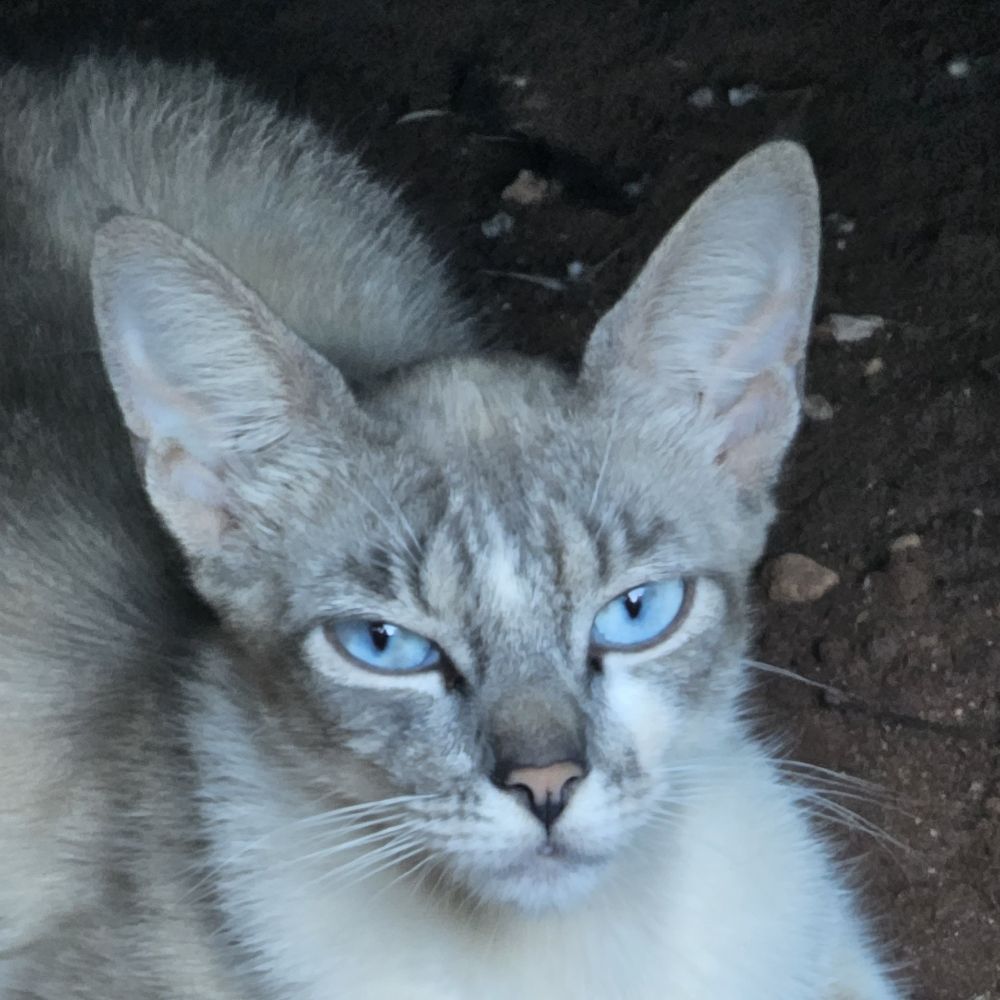 Rafael