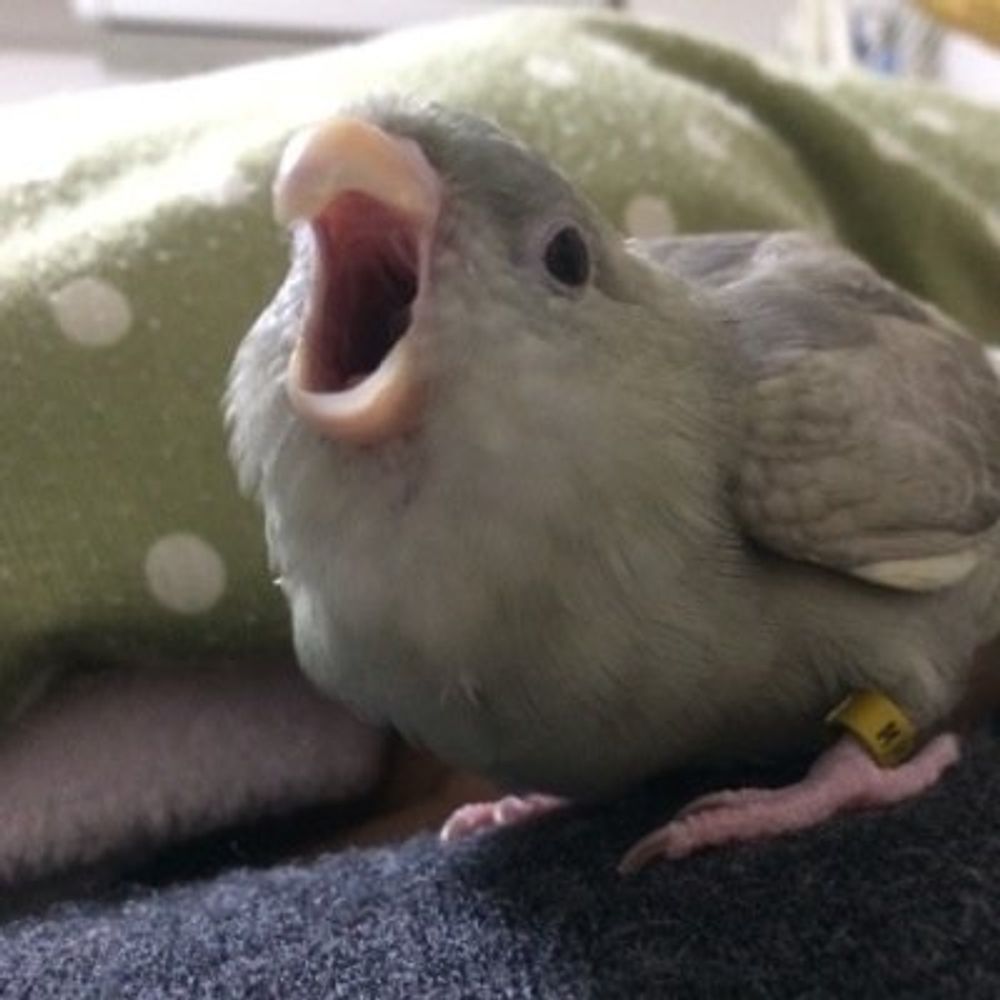 くりすけちゃん