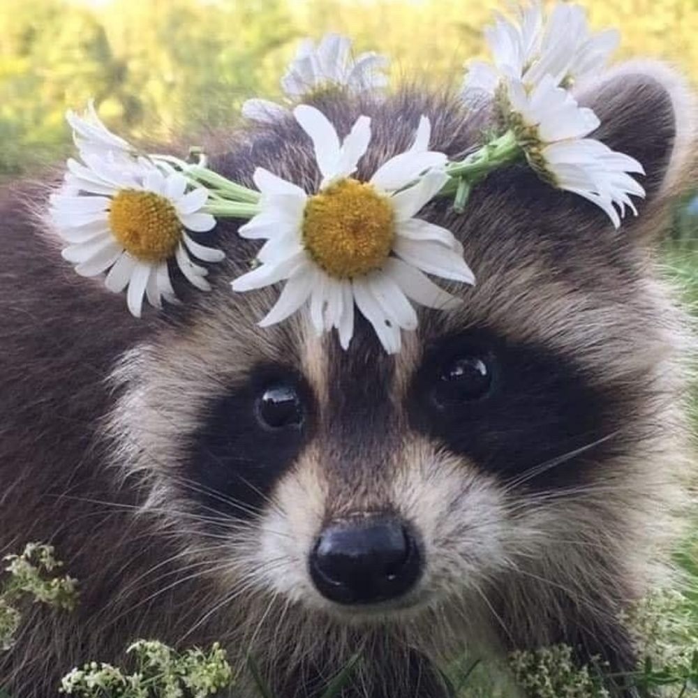 kitwitch