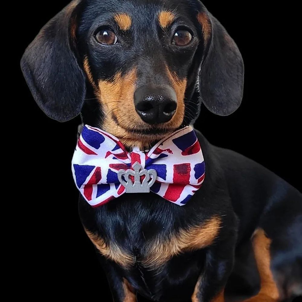 Dachshund Lover Zone