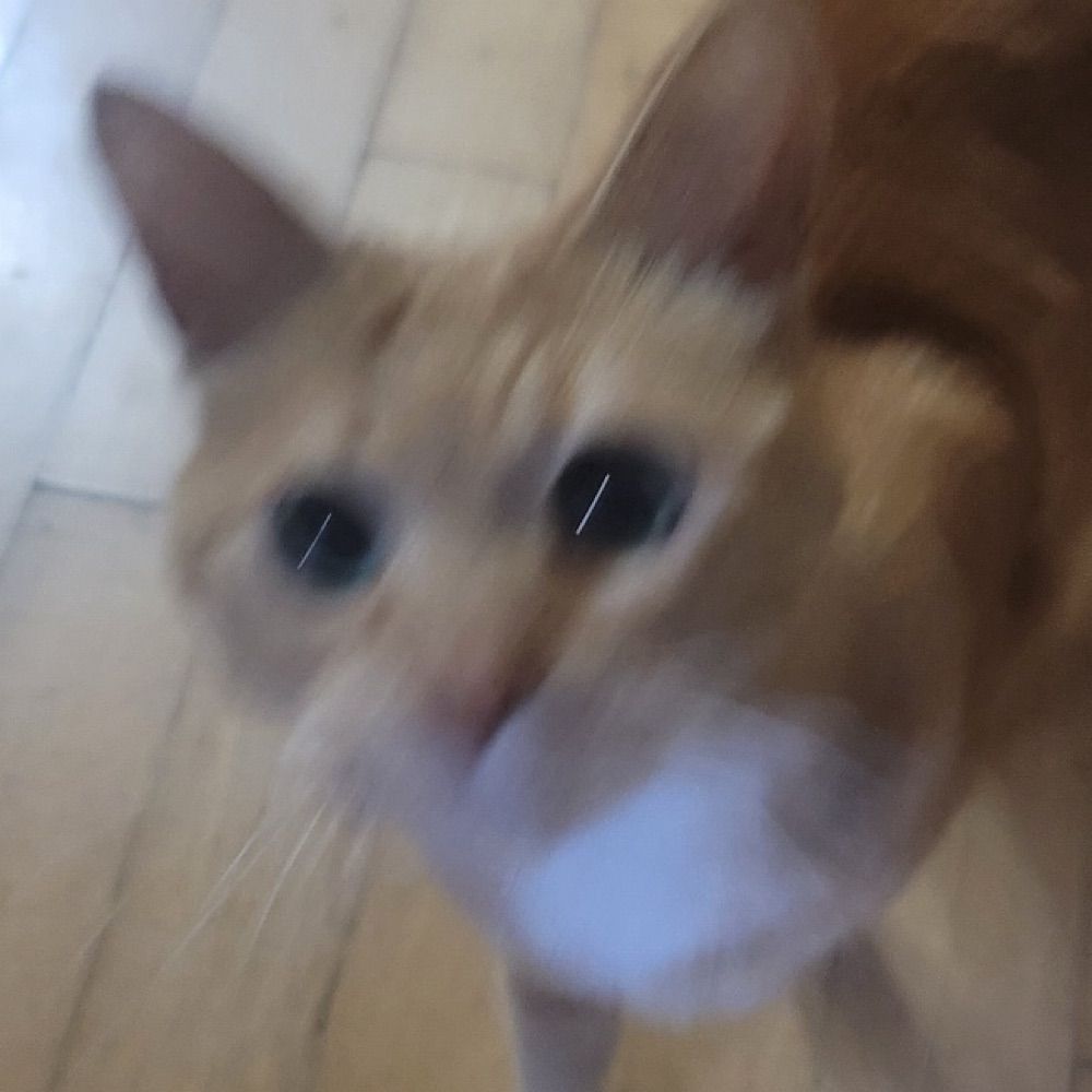 ･ﾟ｡✧I̶r̶o̶⁺｡ﾟ･