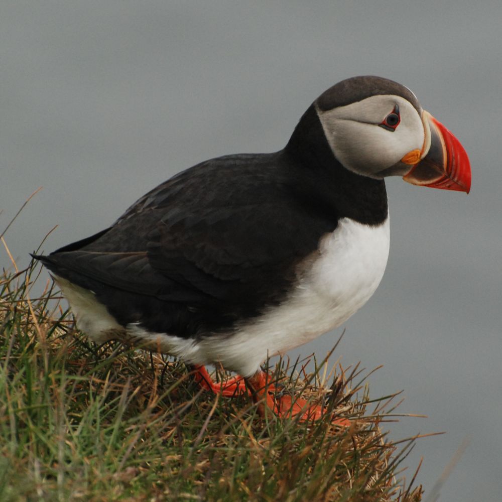 European Bird Census Council