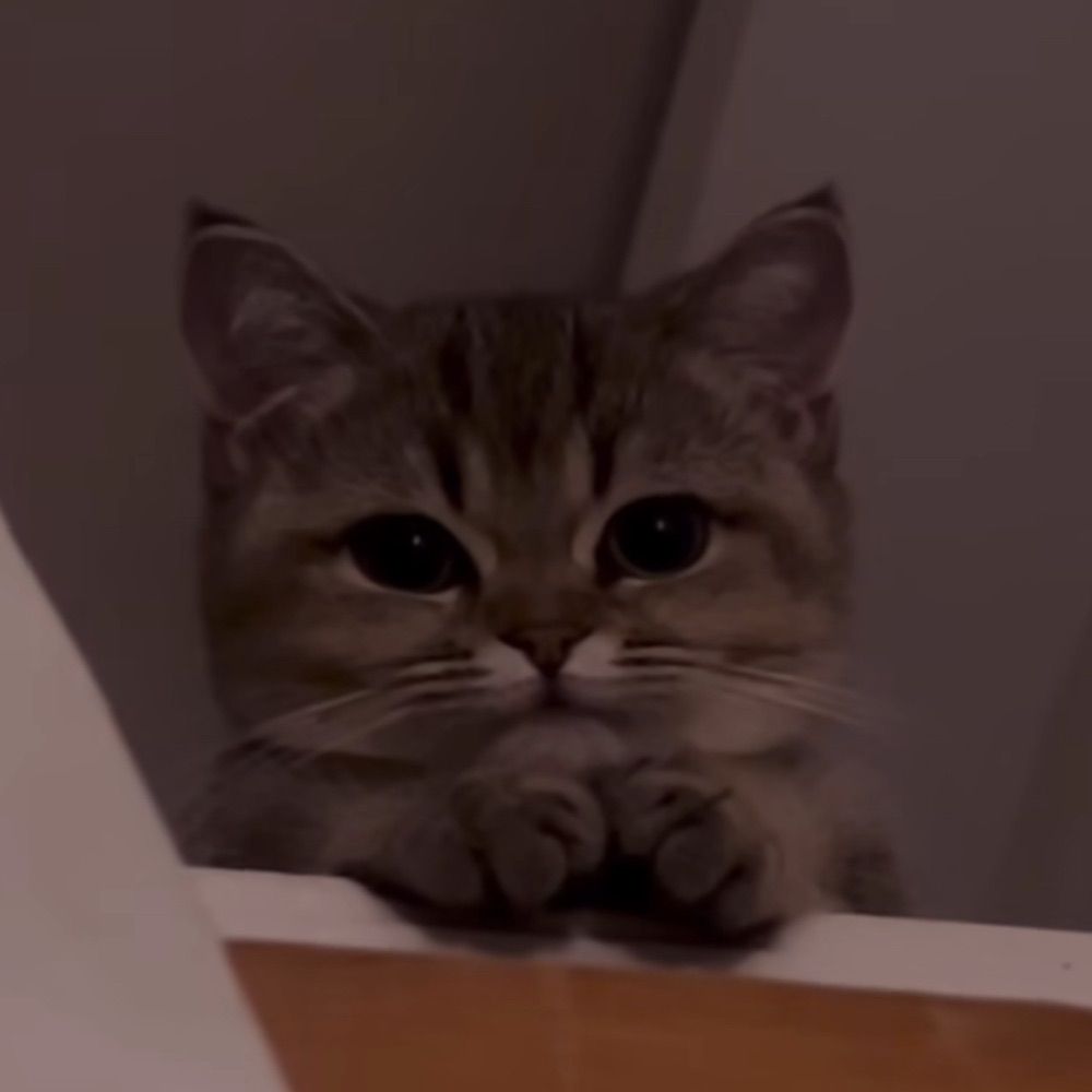 Rex
