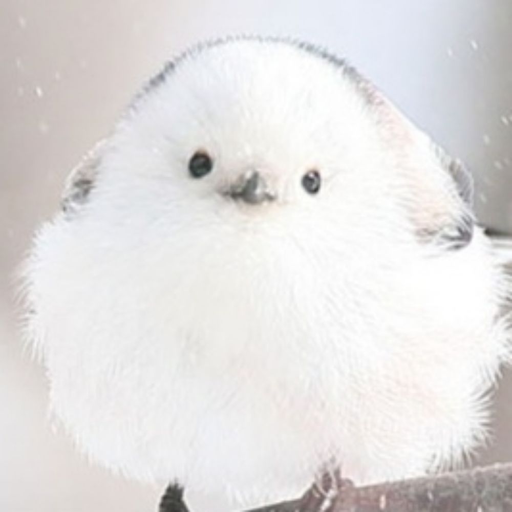 ゆきはられん