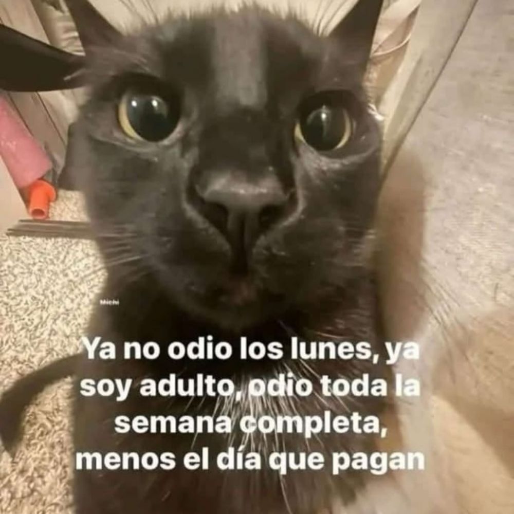 DarkKitty