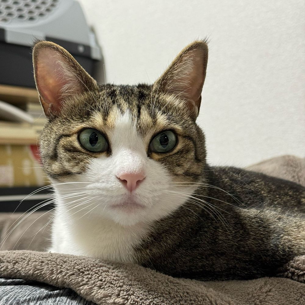青猫とるぞ！