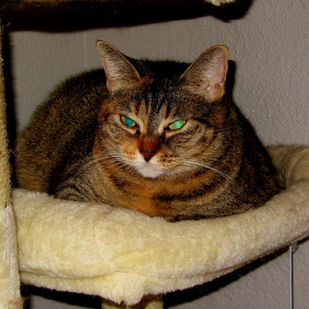 rowland-cat.bsky.social profile picture