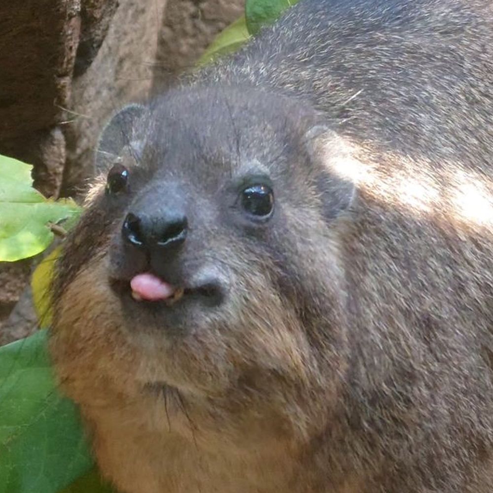 biggypiggy