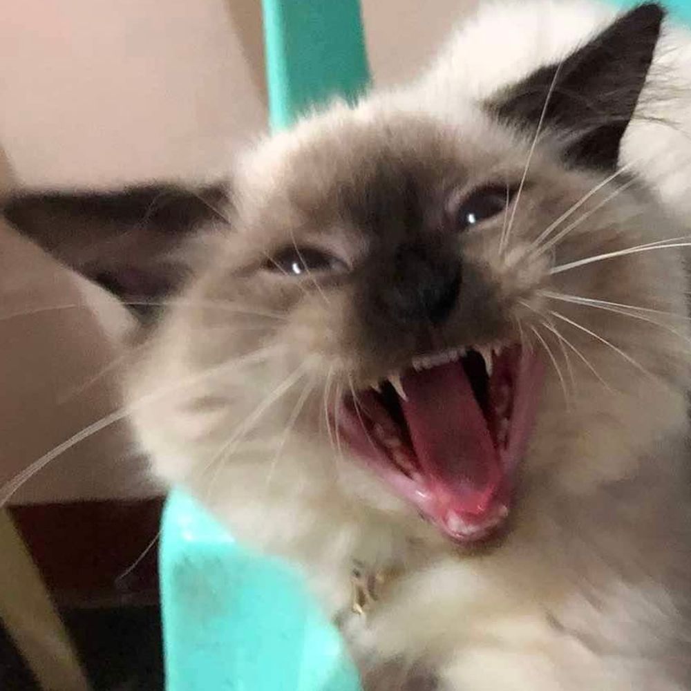 Chunuun