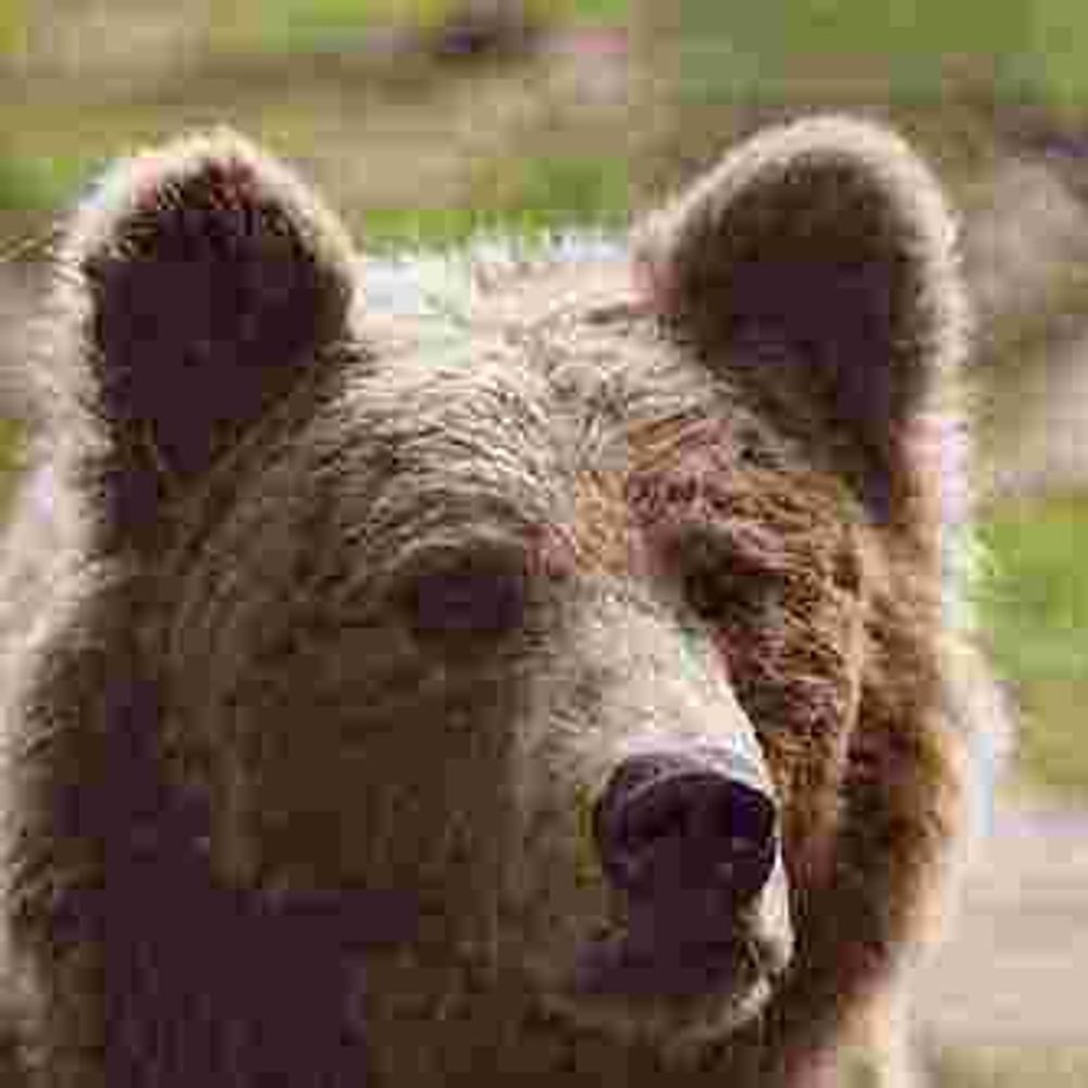 bear who is eating a hamburger