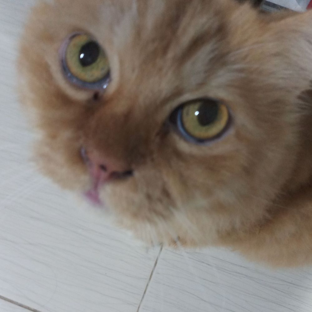 Chana
