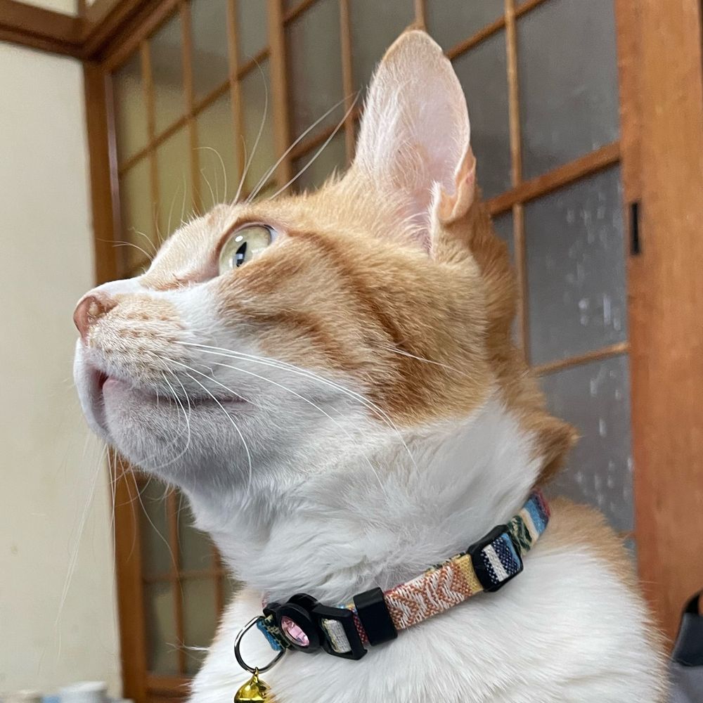 もふたろう