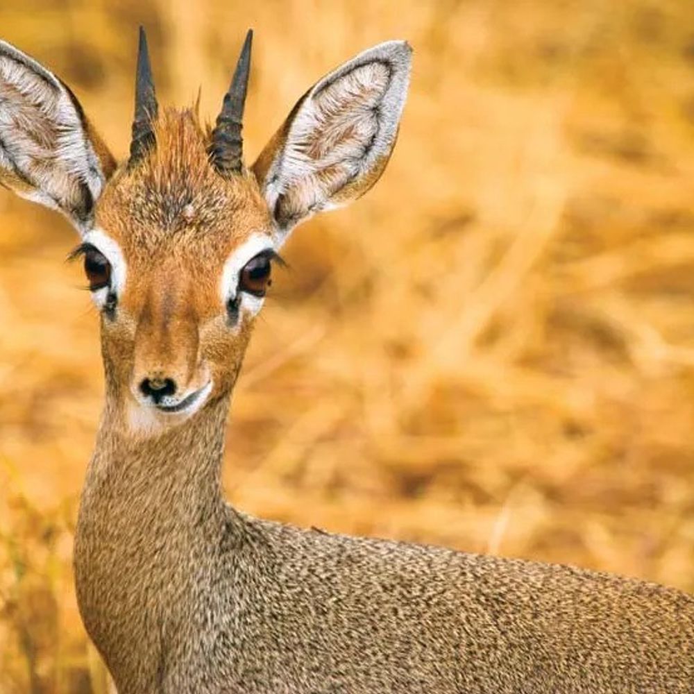 Unsolicited Dik Dik Pics