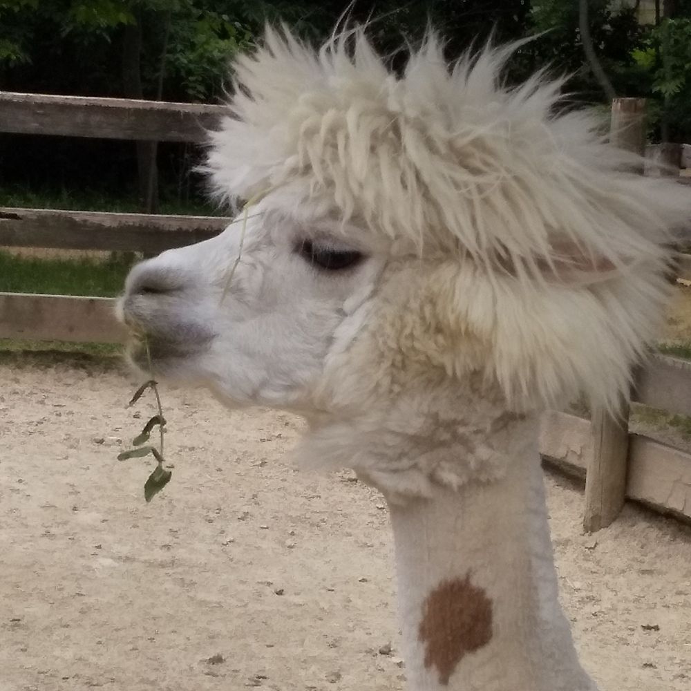 あるパカ