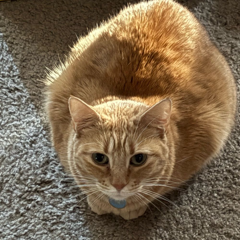 Mae