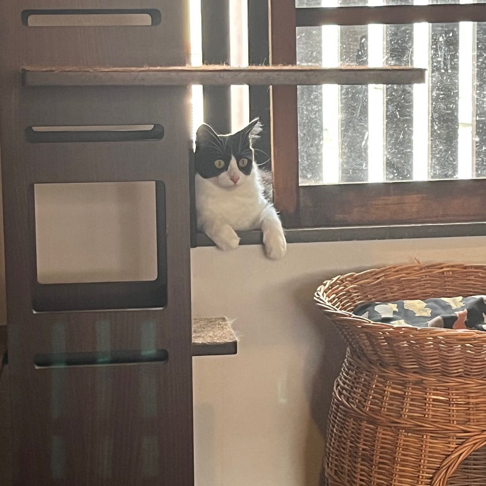 しらたま