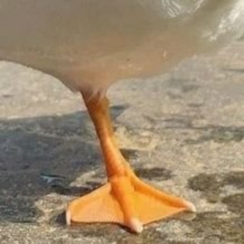 피읖
