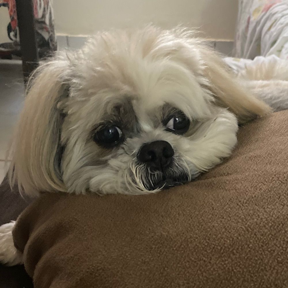 Mãe do Zeus 