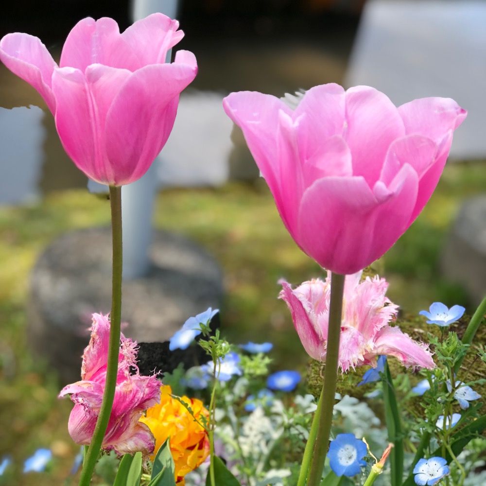 さいころ。