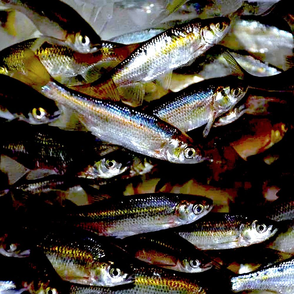 minnows