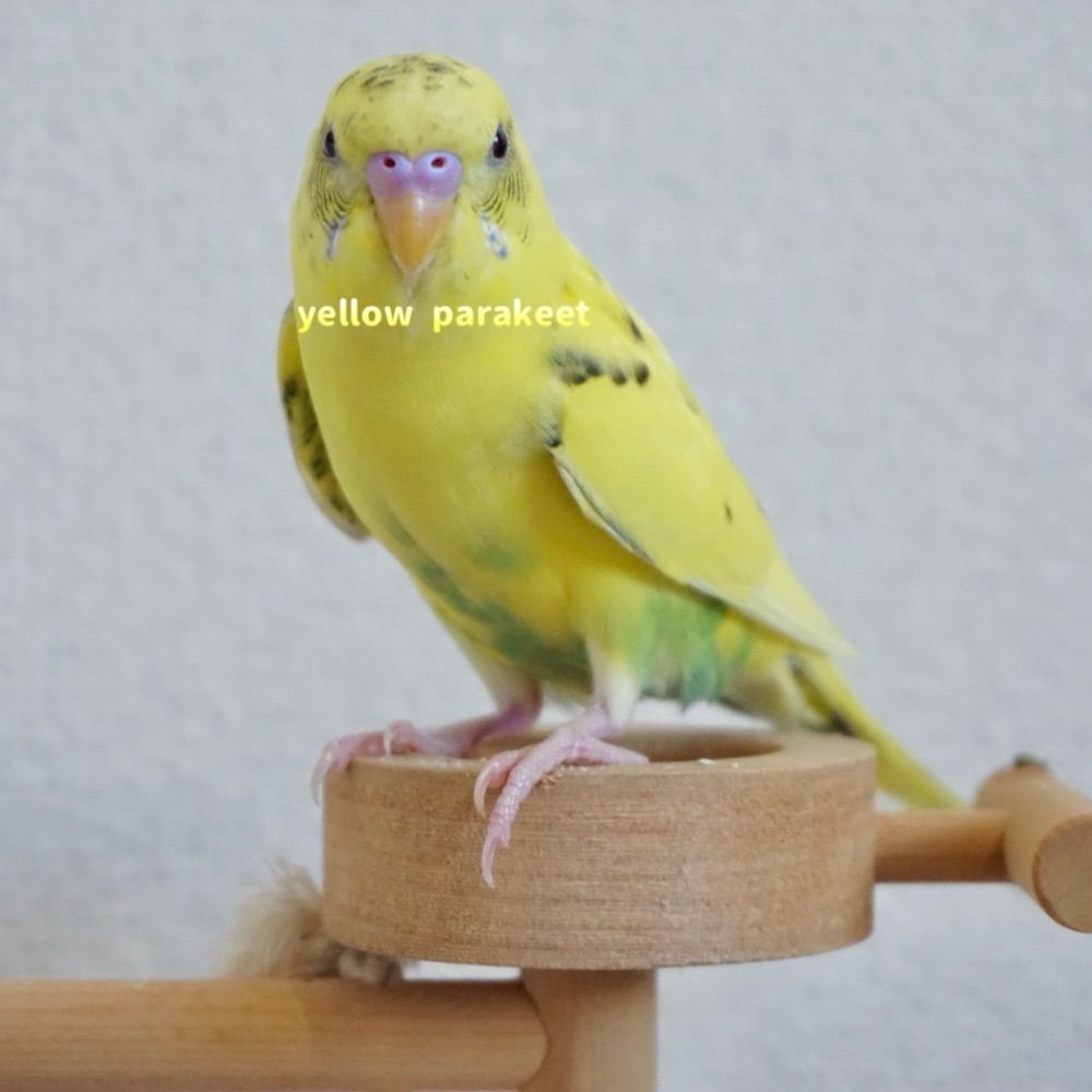 キイロイトリ