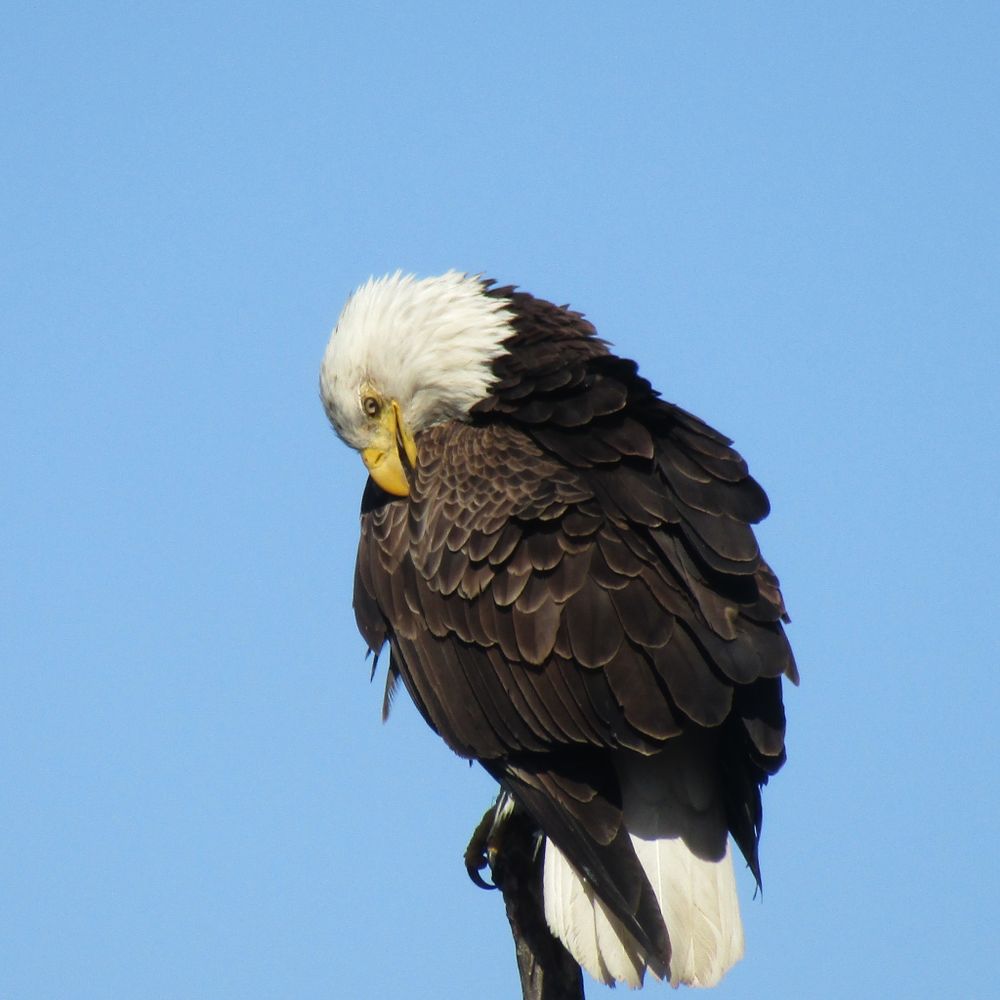 Save Massachusetts Wildlife
