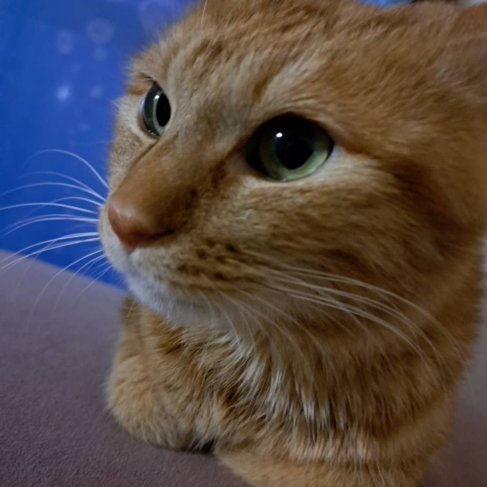 ちゃとらのちいたん😸