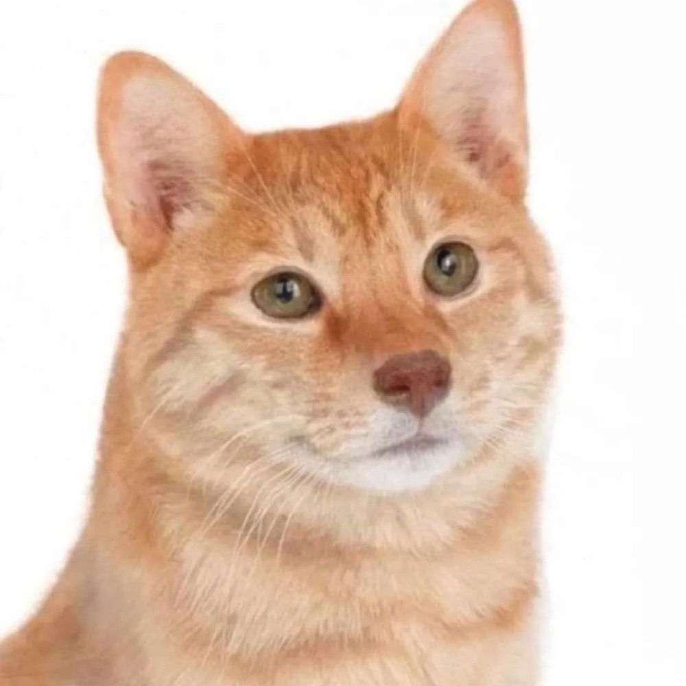 ‎