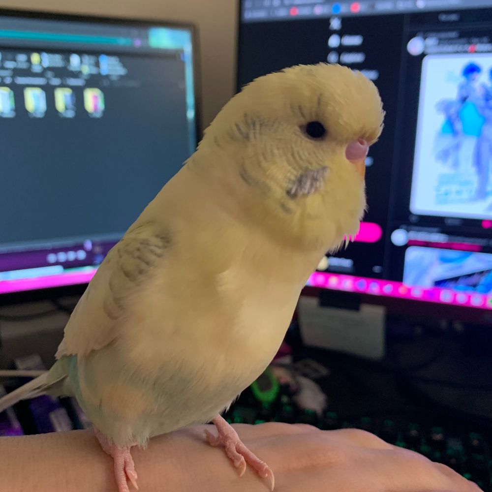 Zoey Hoshi