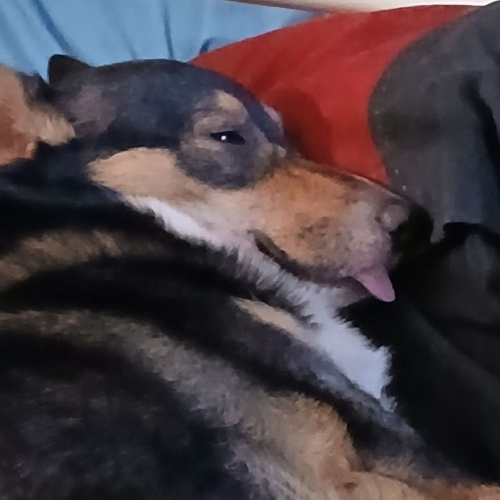 Pippin Doggin