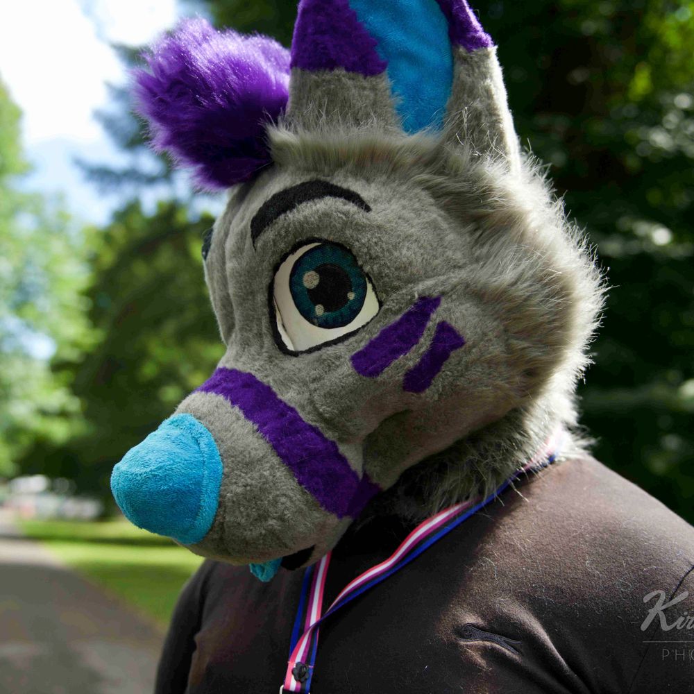 Coda the husky