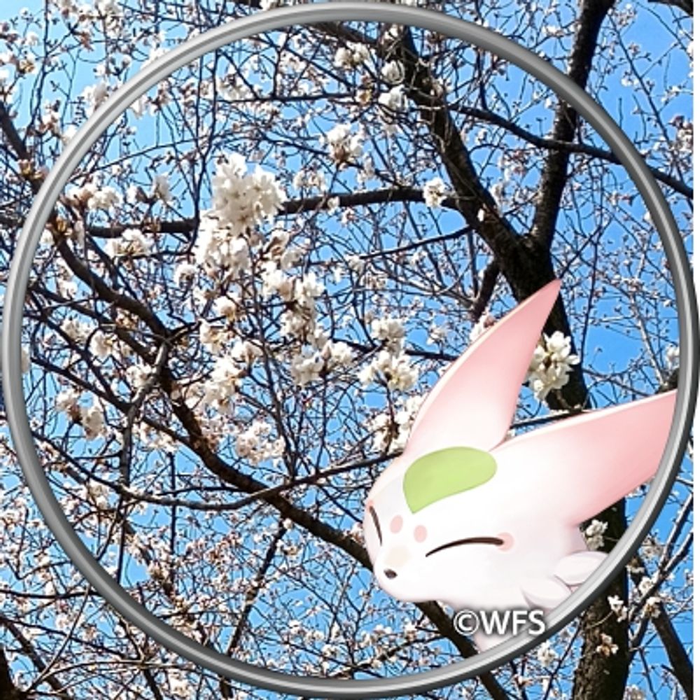 シャク
