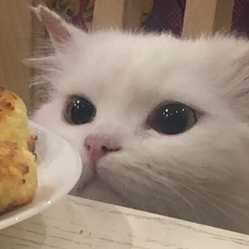 kitty_kys
