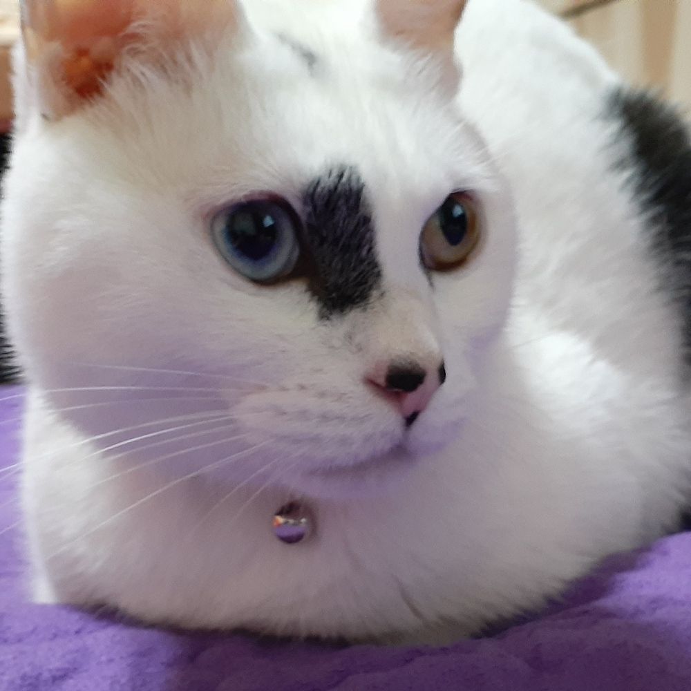 먕이