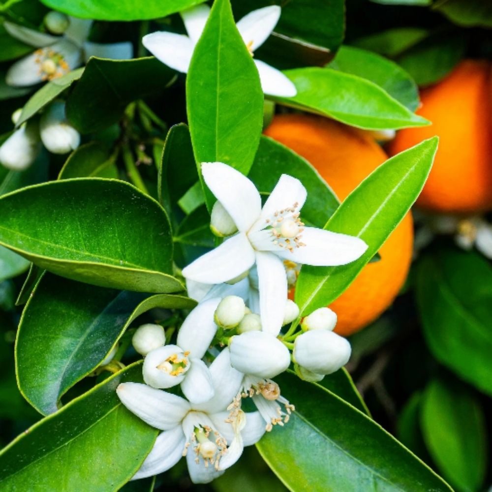 🍊Dae🌳