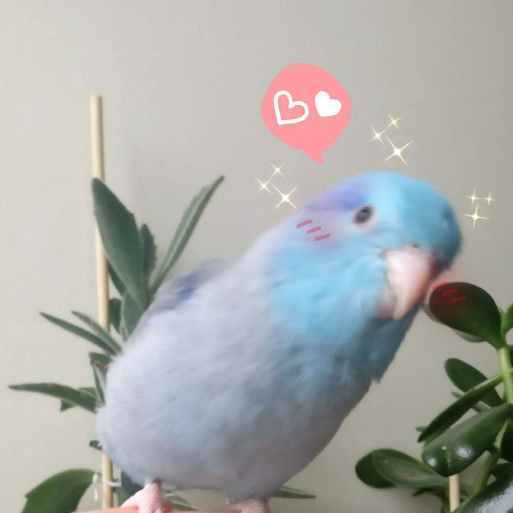 Kayi