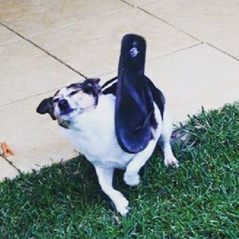 |Lutherriz| [RICE]​
